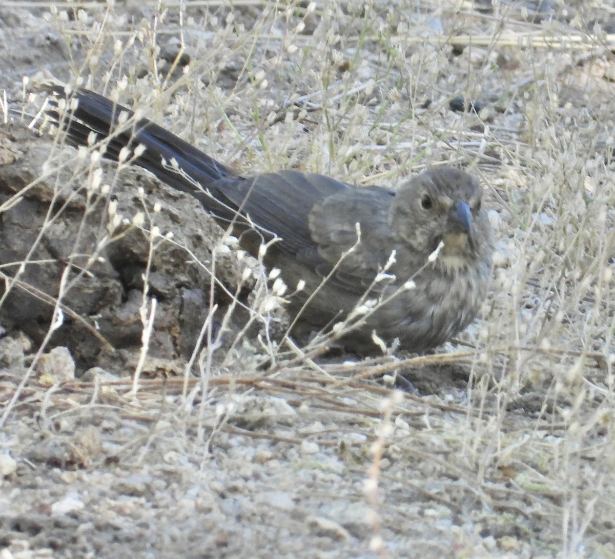 Canyon Towhee - Roee Astor