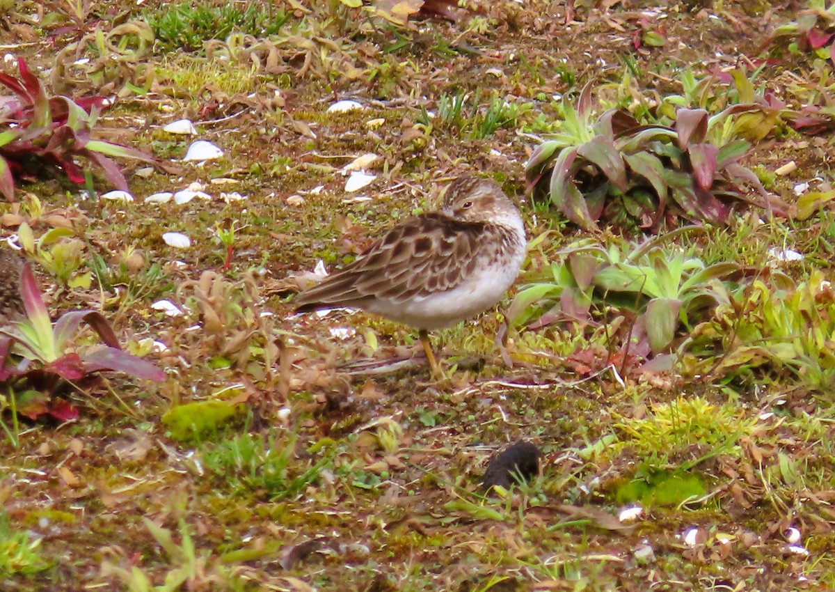 Least Sandpiper - Alfred Scott