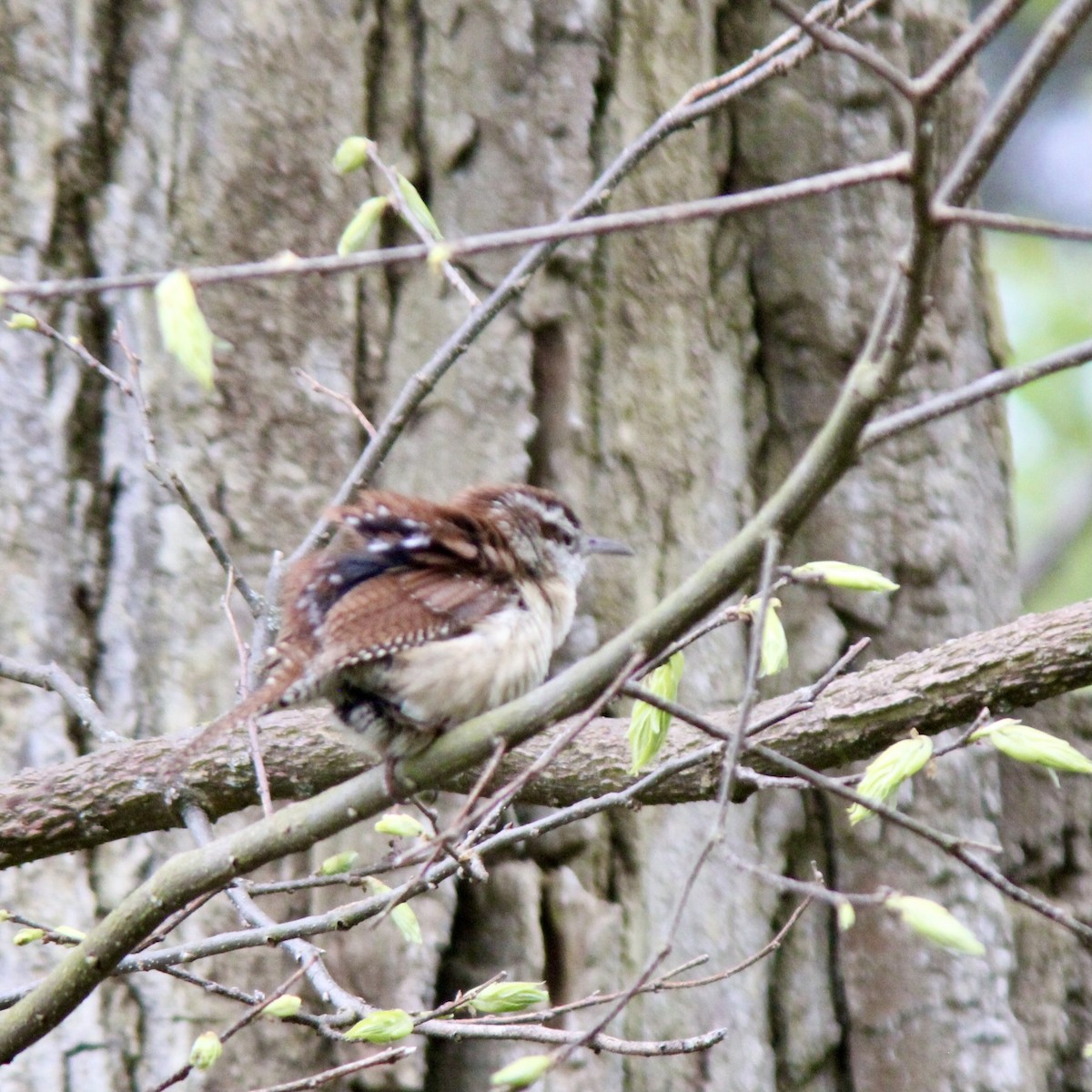 Carolina Wren - James Madter