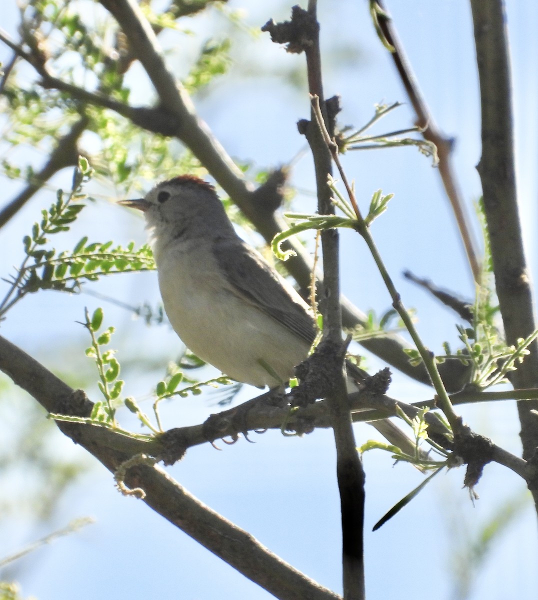 Lucy's Warbler - Roee Astor