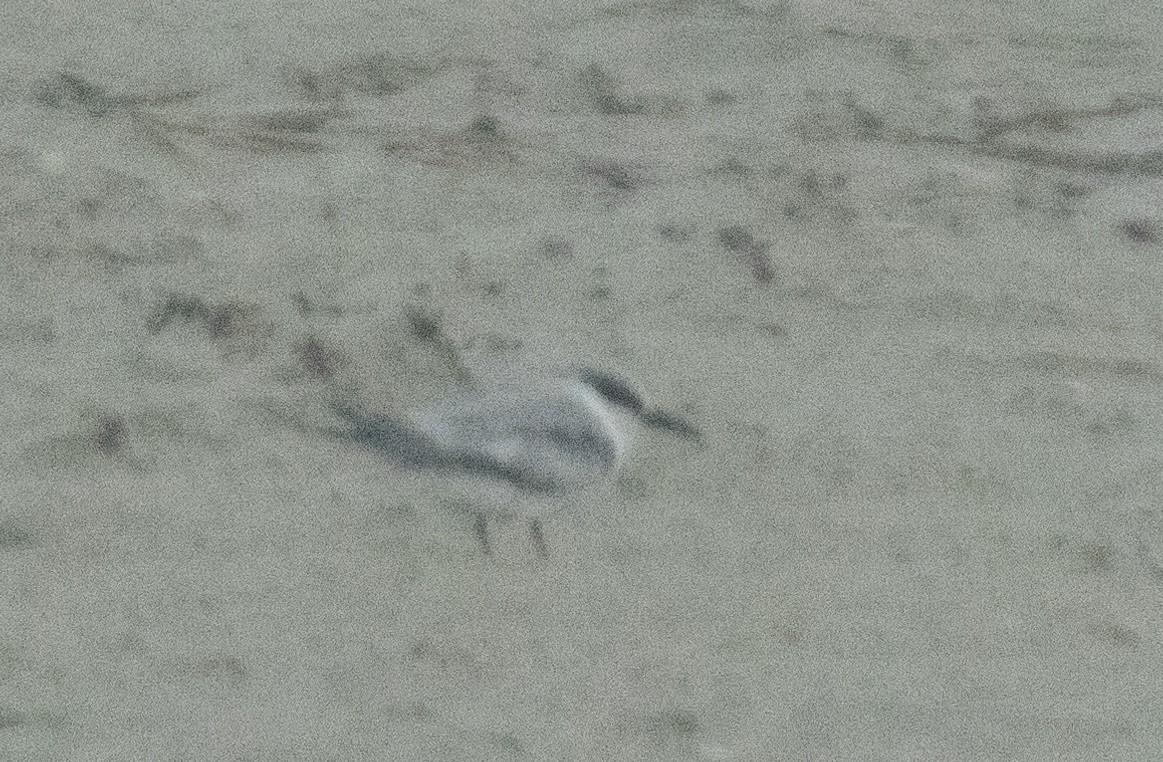 Common Tern - ML619602580