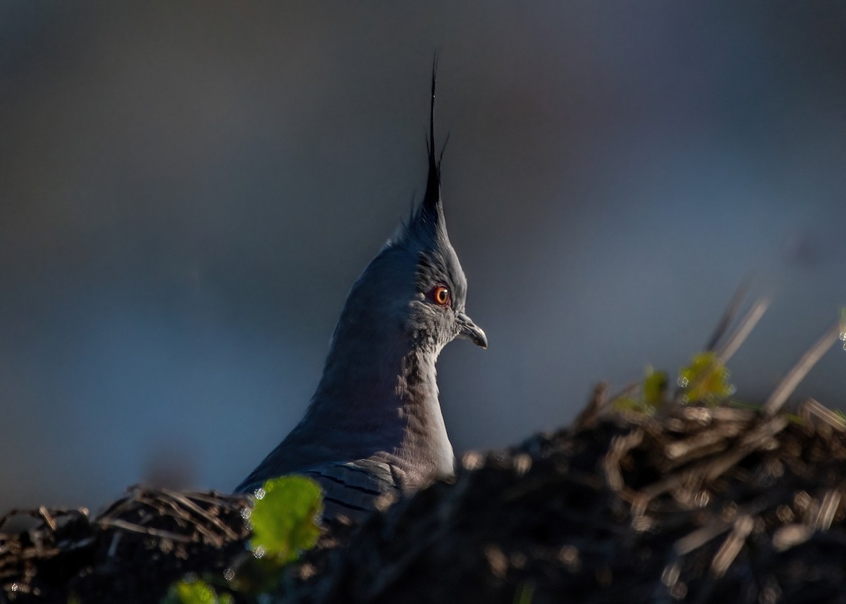 Crested Pigeon - Jonathan Tickner