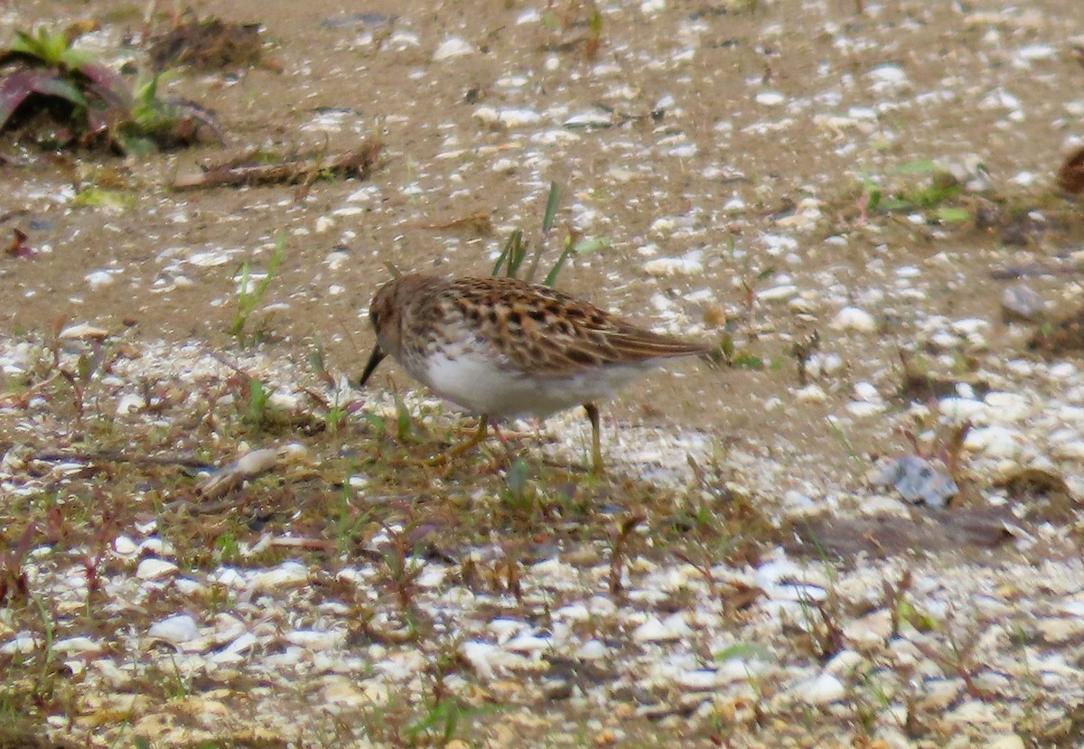 Least Sandpiper - Alfred Scott