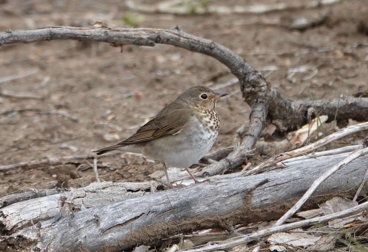 Swainson's Thrush - Graham Ray