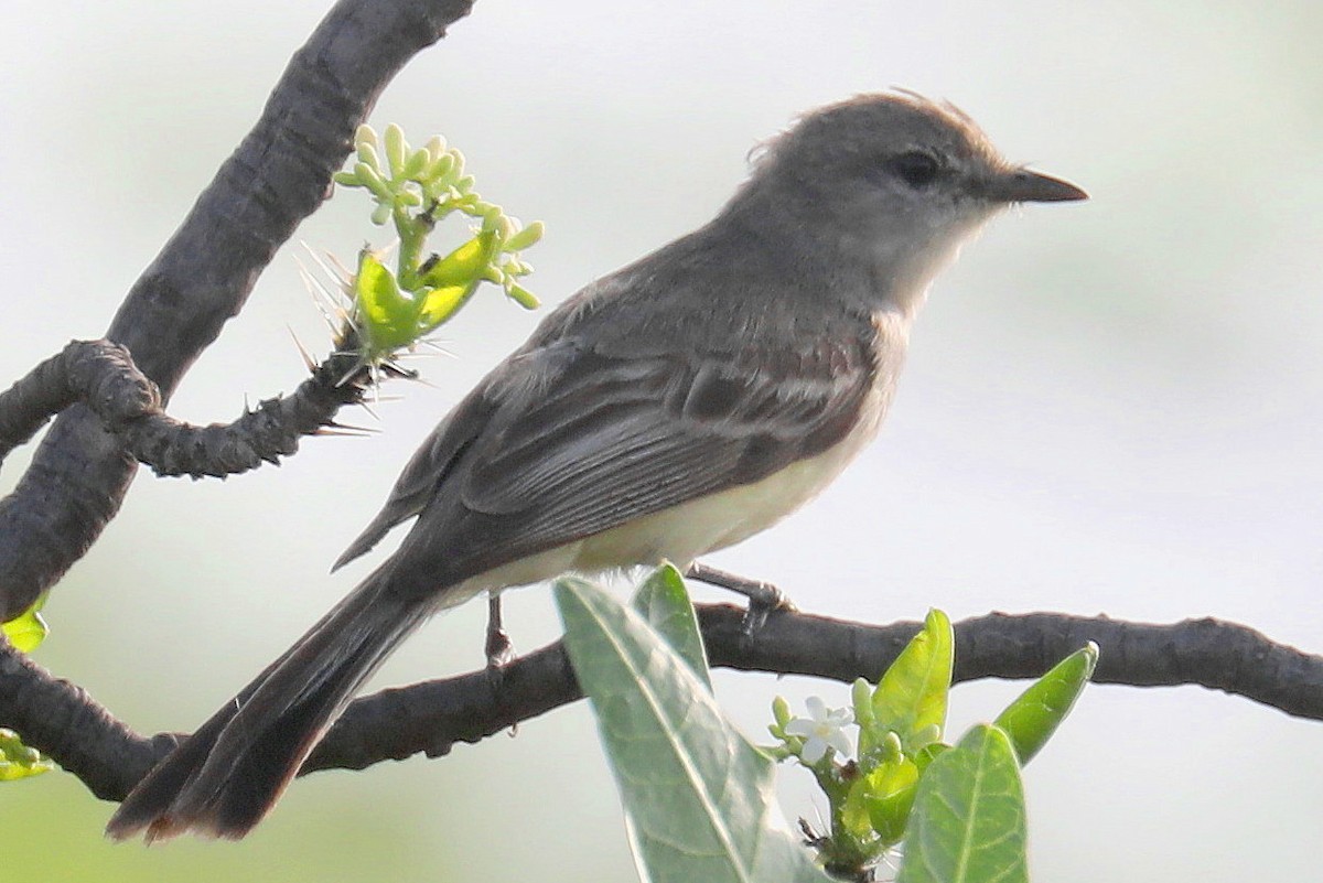 Suiriri Flycatcher - Stephen Gast