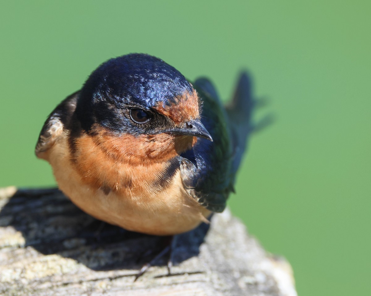 Barn Swallow - ML619602591