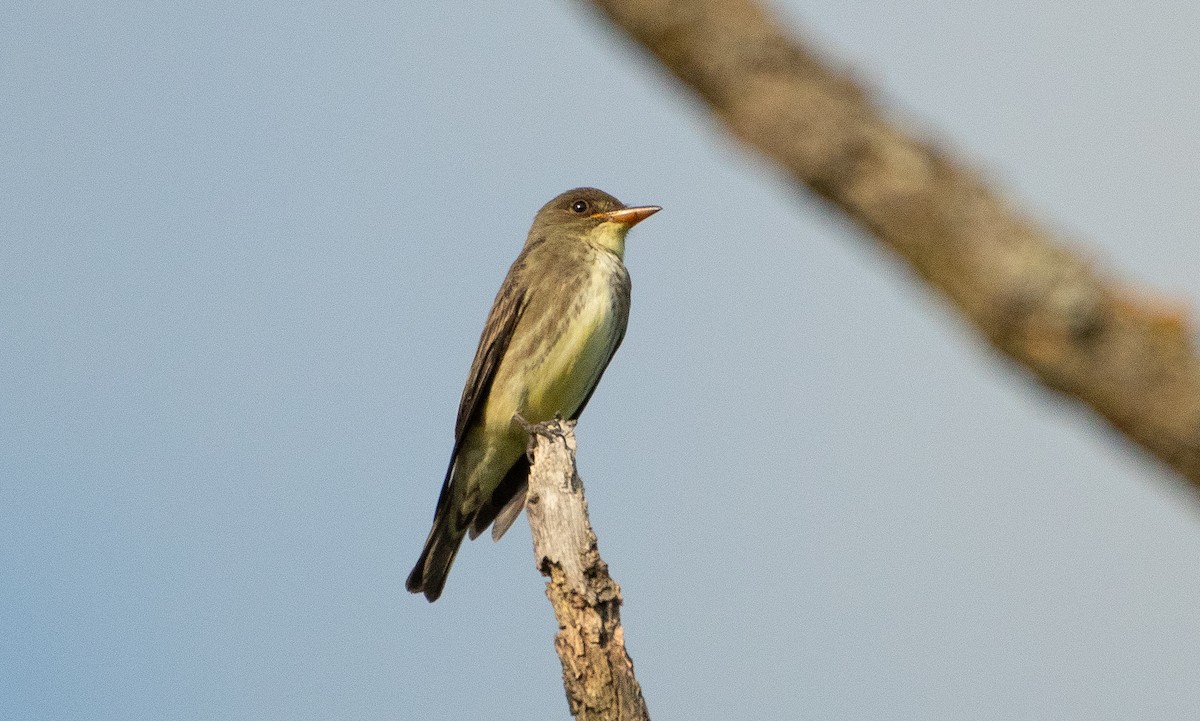 Olive-sided Flycatcher - Anuj Ghimire