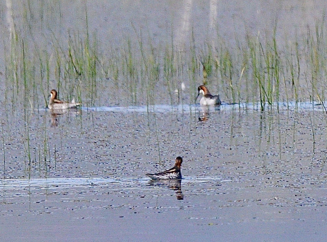 Red-necked Phalarope - Norman Eshoo