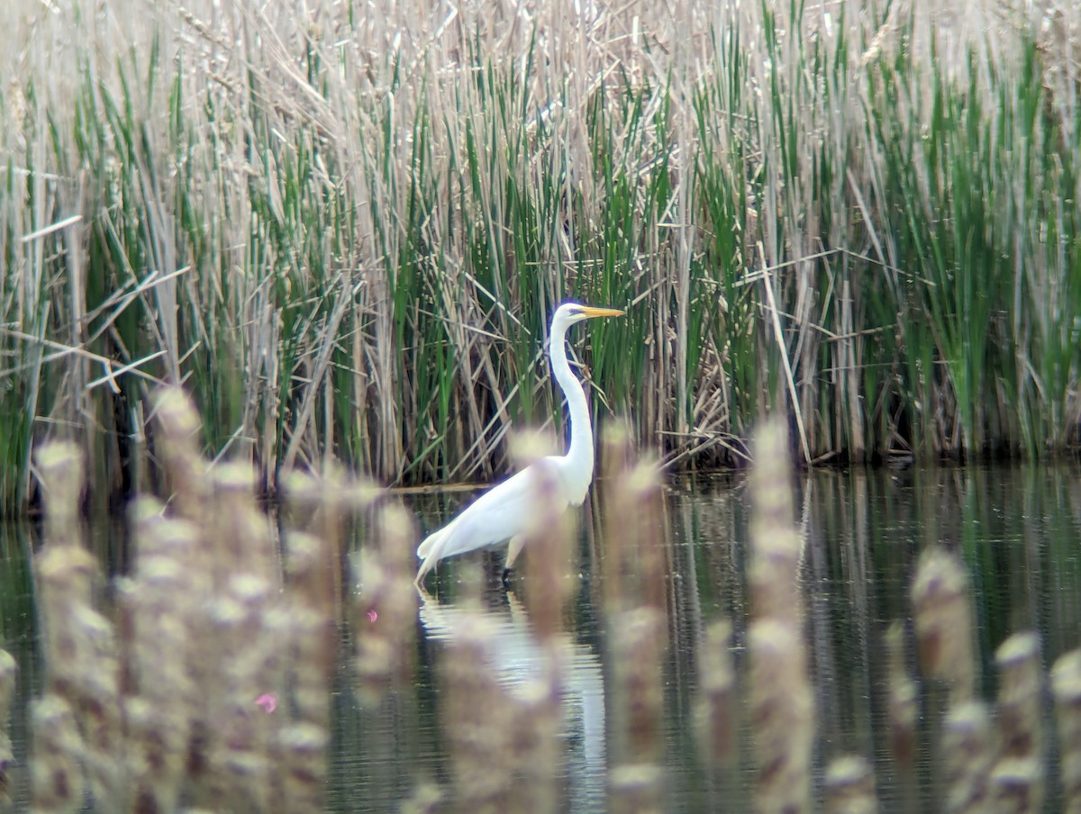 Great Egret - Matthew Tobey