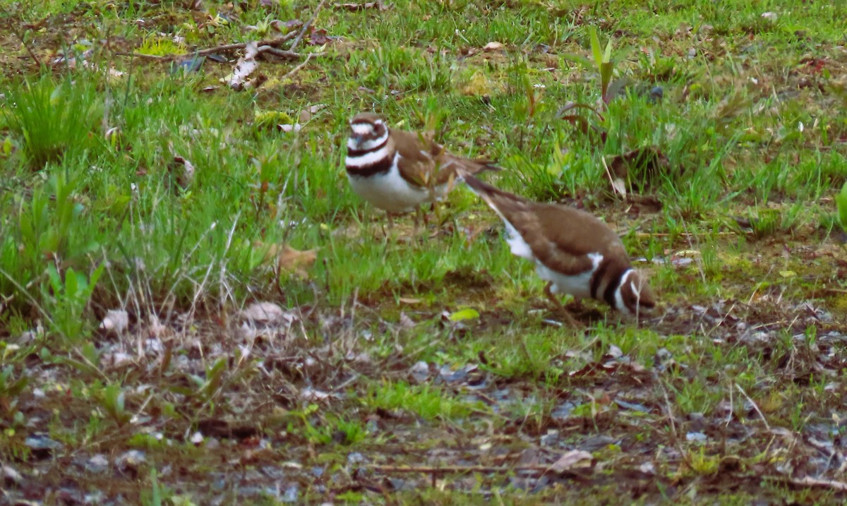 Killdeer - ML619602612