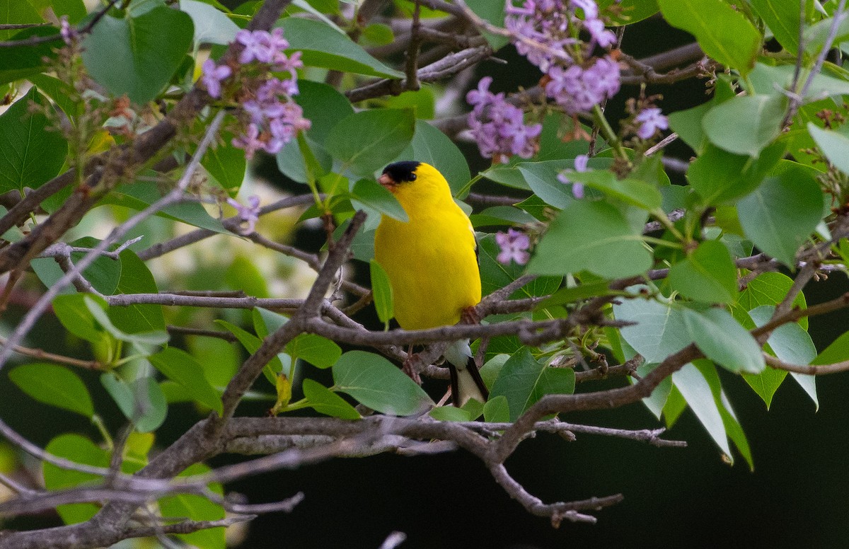 American Goldfinch - Anuj Ghimire