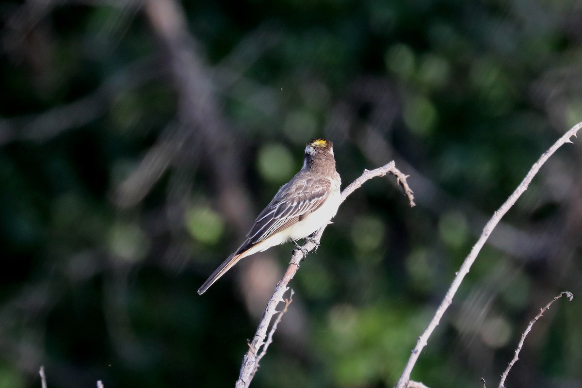 Variegated Flycatcher - Stephen Gast