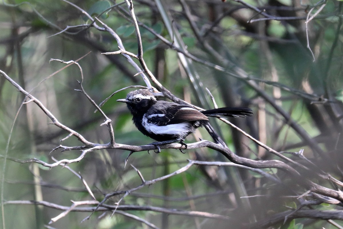 Black-bellied Antwren - Stephen Gast