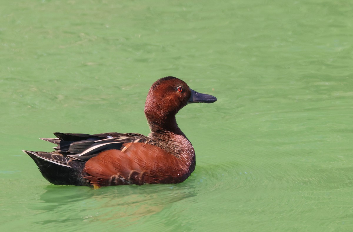 Cinnamon Teal - Tracy Drake