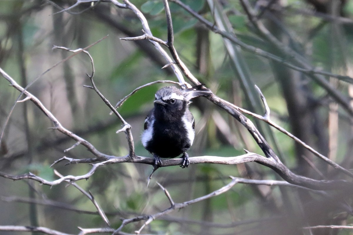 Black-bellied Antwren - Stephen Gast