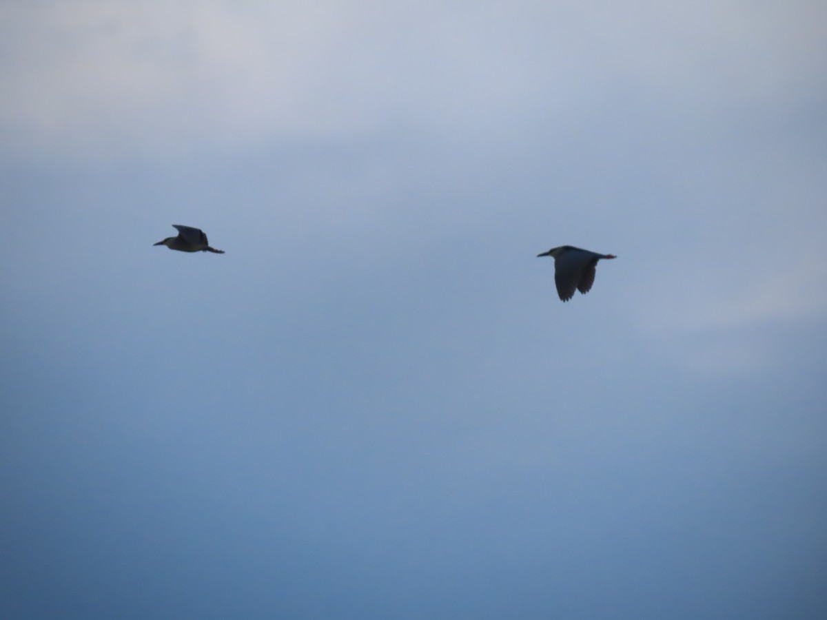 Black-crowned Night Heron - Herky Birder