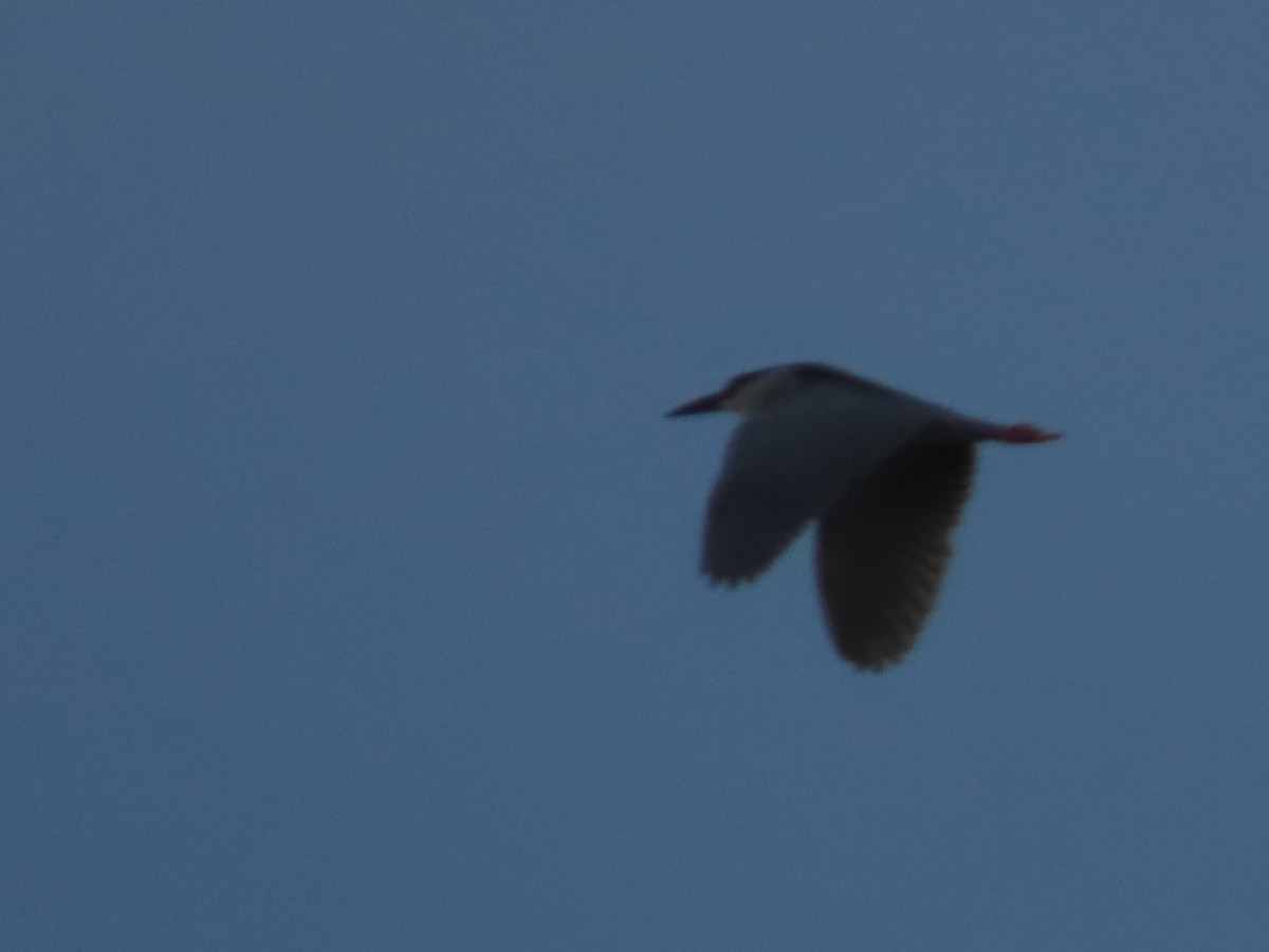 Black-crowned Night Heron - Herky Birder