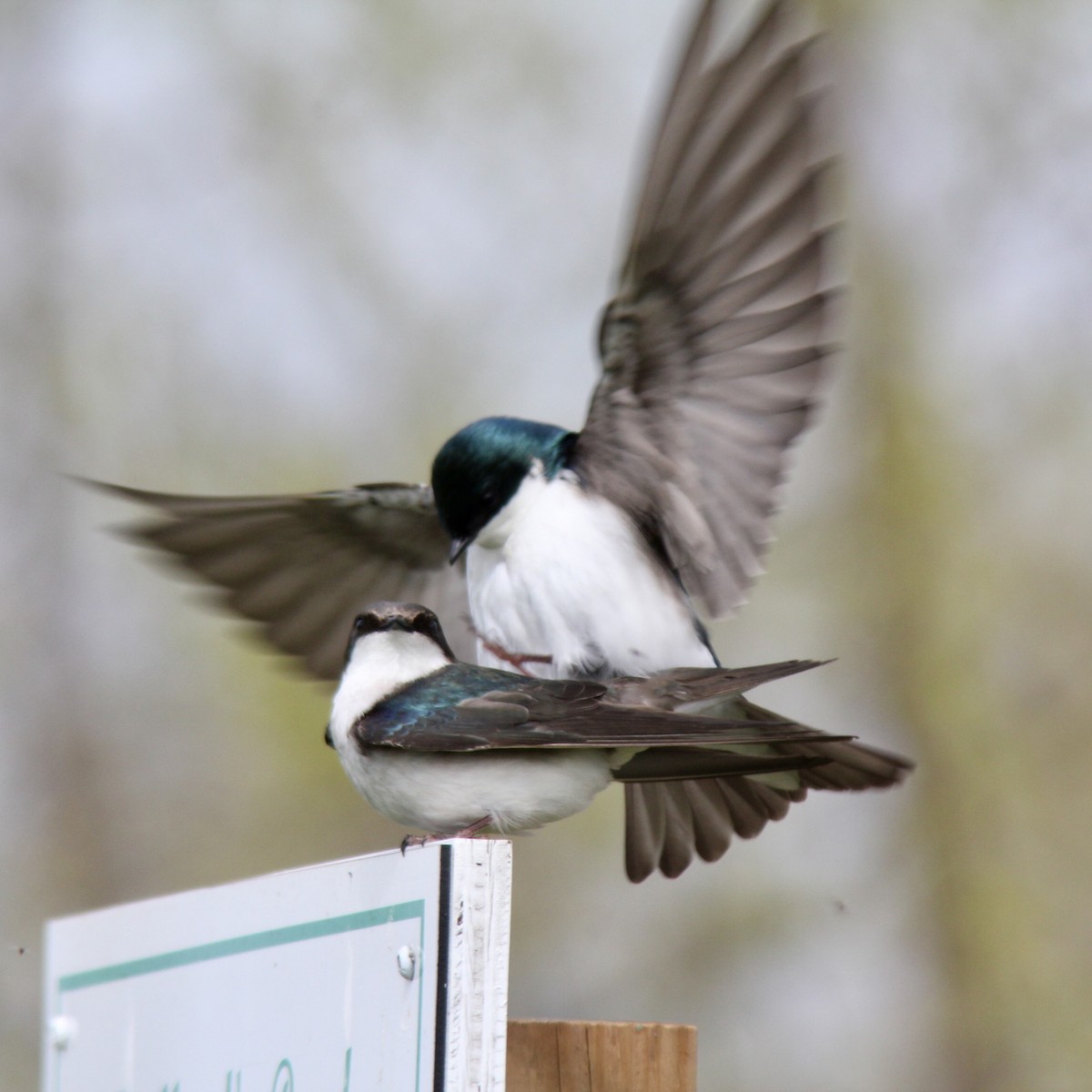 Tree Swallow - James Madter