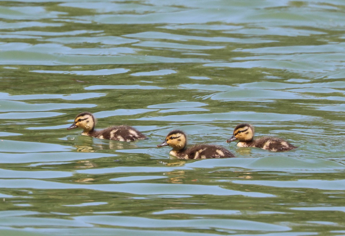 Mallard - Tracy Drake