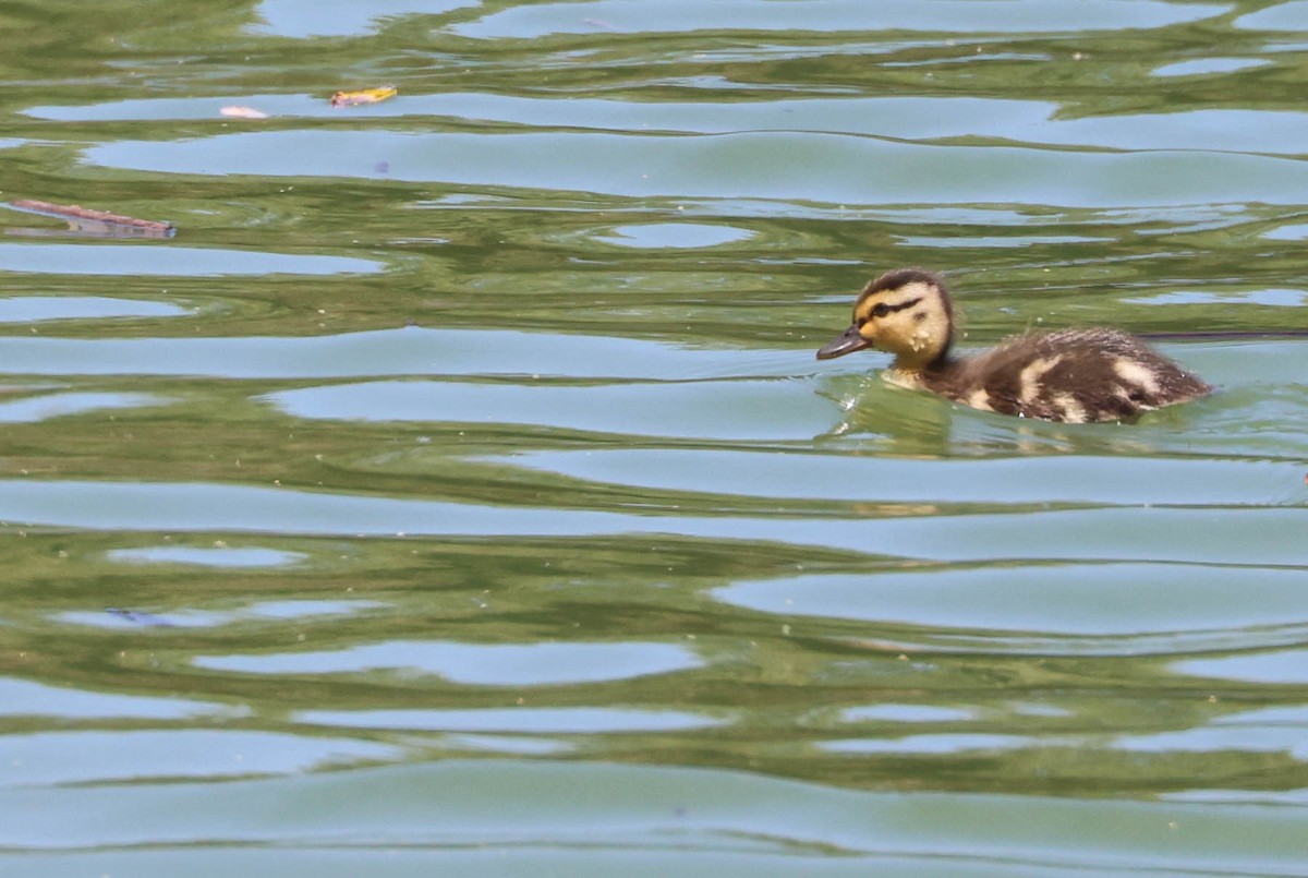 Mallard - Tracy Drake