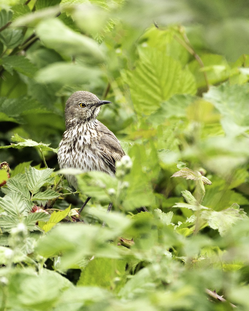 Sage Thrasher - carol turnbull