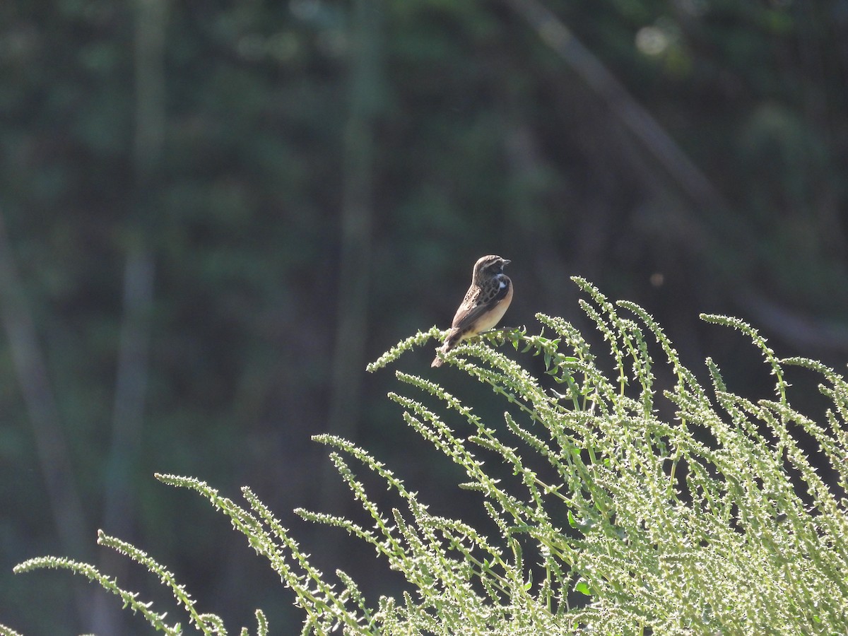 Whinchat - Anqi Xu