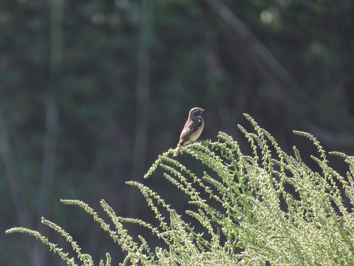 Whinchat - Anqi Xu