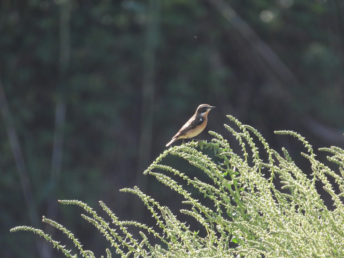 Whinchat - Anqi Xu