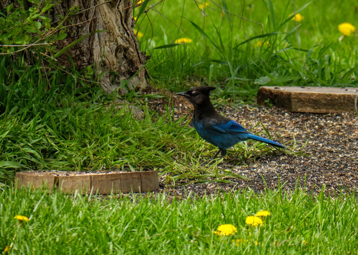 Steller's Jay (Coastal) - Larry Joseph