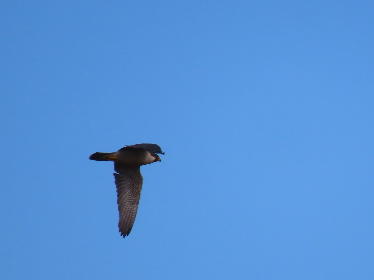 Peregrine Falcon - Herky Birder