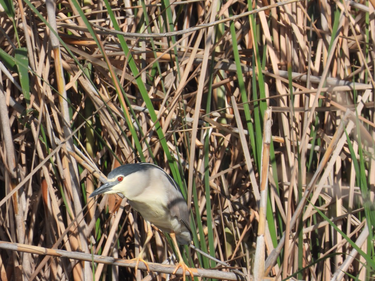 Black-crowned Night Heron - Anqi Xu