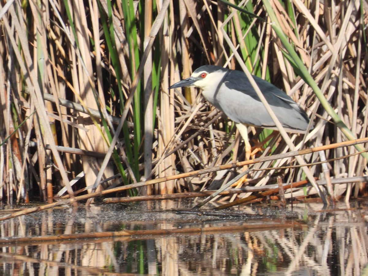 Black-crowned Night Heron - Anqi Xu