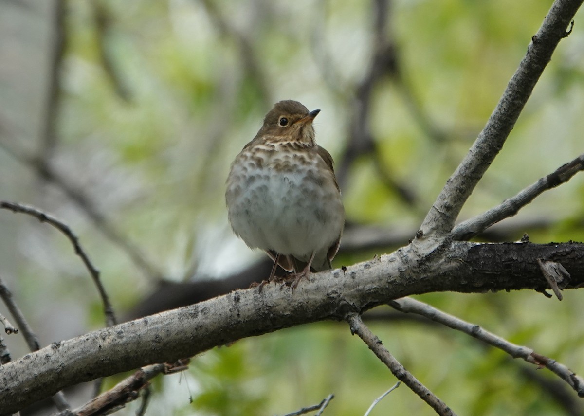 Swainson's Thrush - Graham Ray