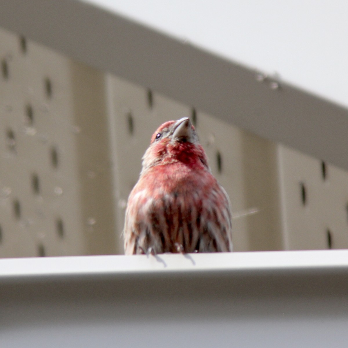 House Finch - James Madter