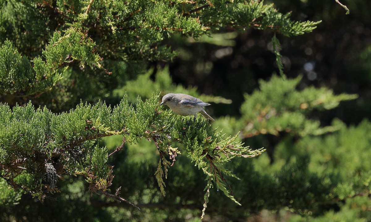 Western Bluebird - Hampus Sandberg