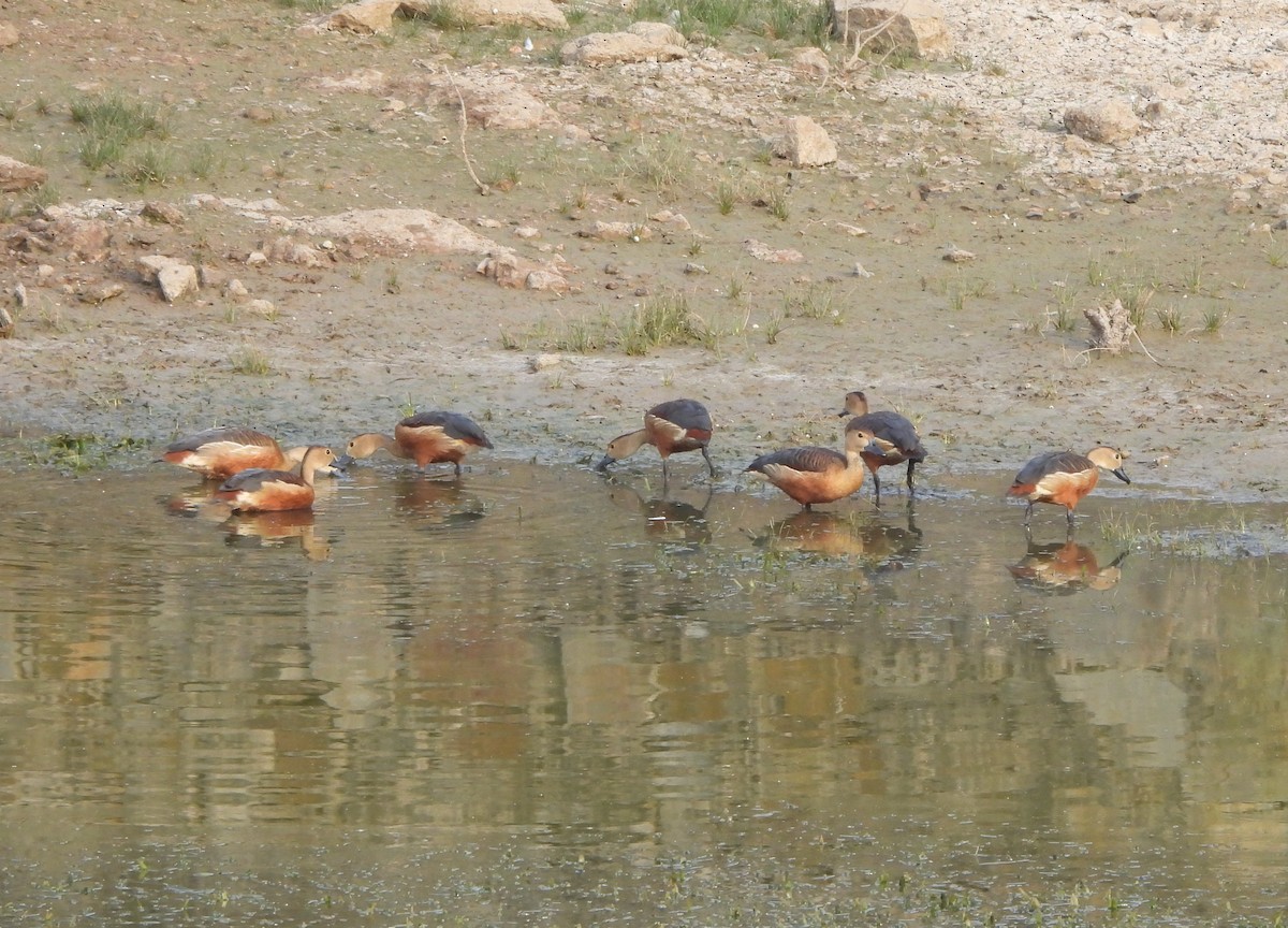 Lesser Whistling-Duck - ML619602663