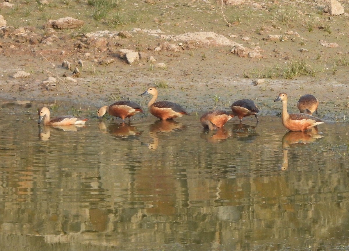 Lesser Whistling-Duck - Prof Chandan Singh Dalawat