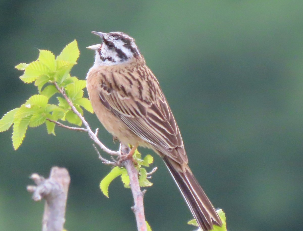 Rock Bunting - Doug Kibbe