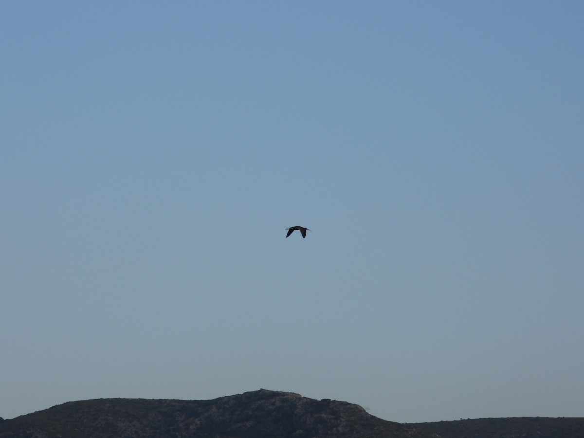 ibis hnědý - ML619602678
