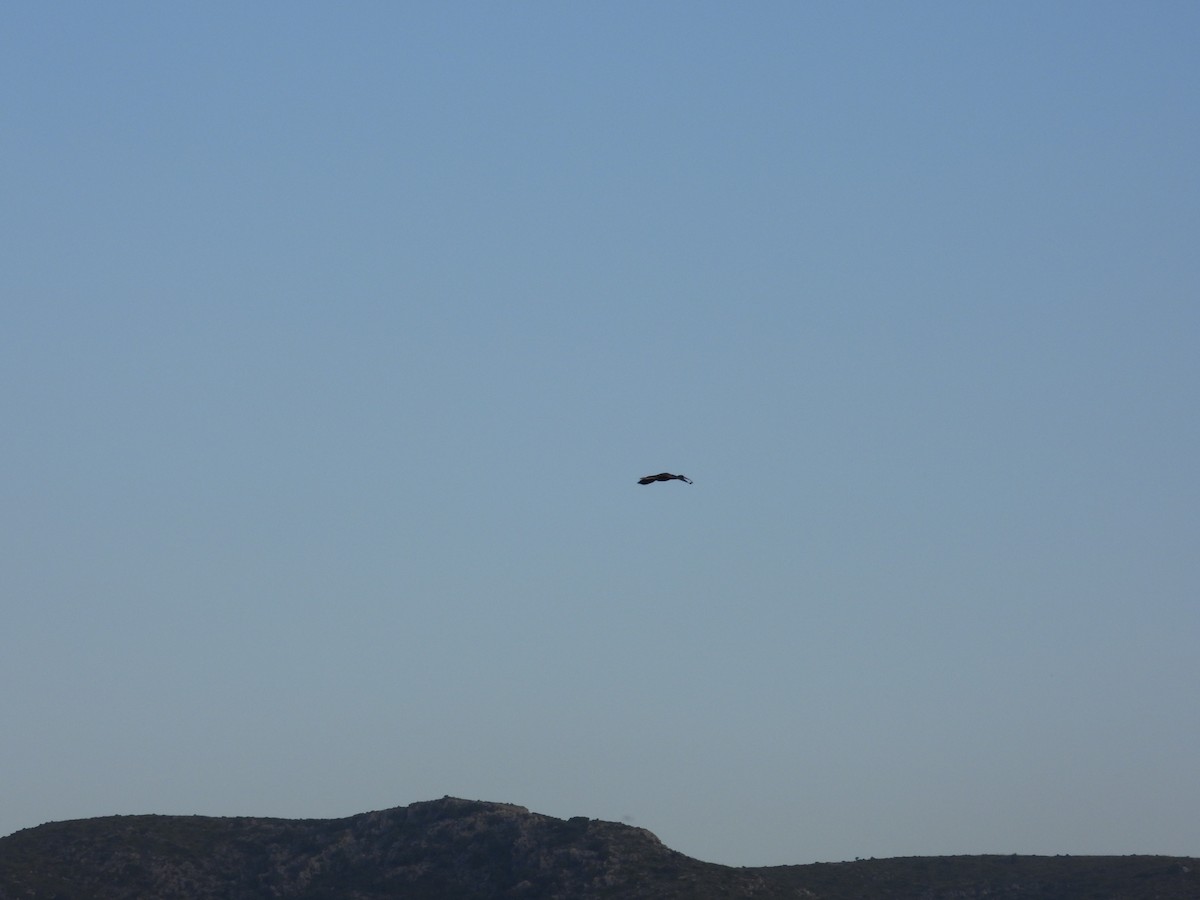 ibis hnědý - ML619602679