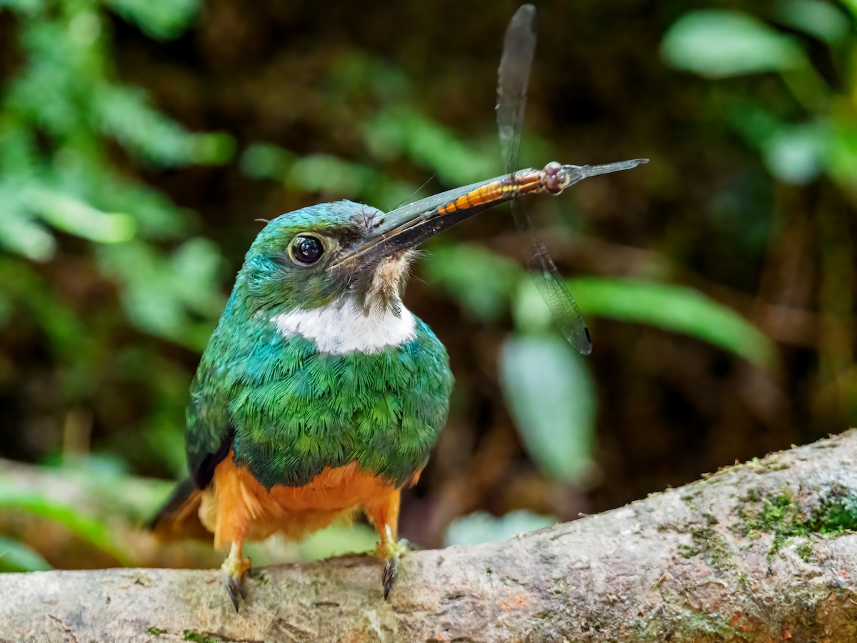 Jacamar à queue rousse - ML619602680