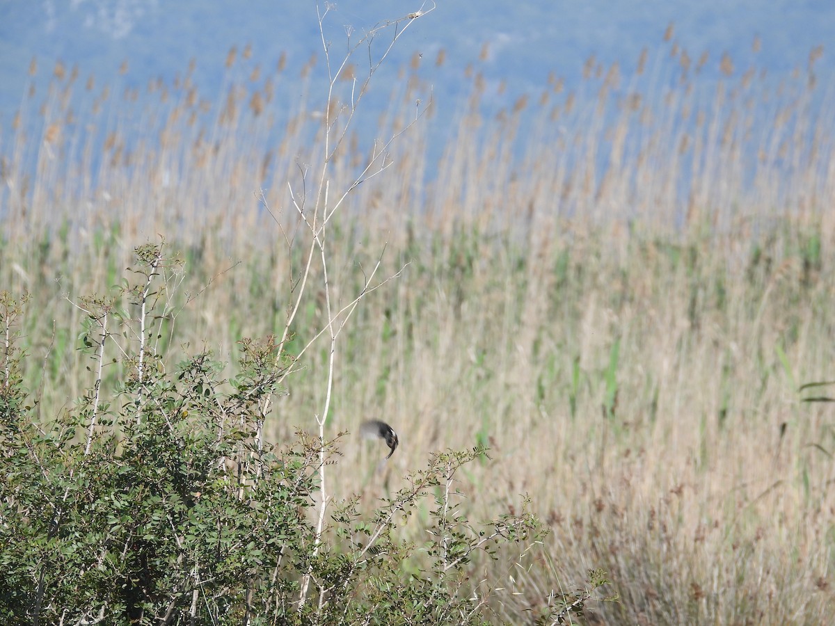 European Pied Flycatcher - Anqi Xu