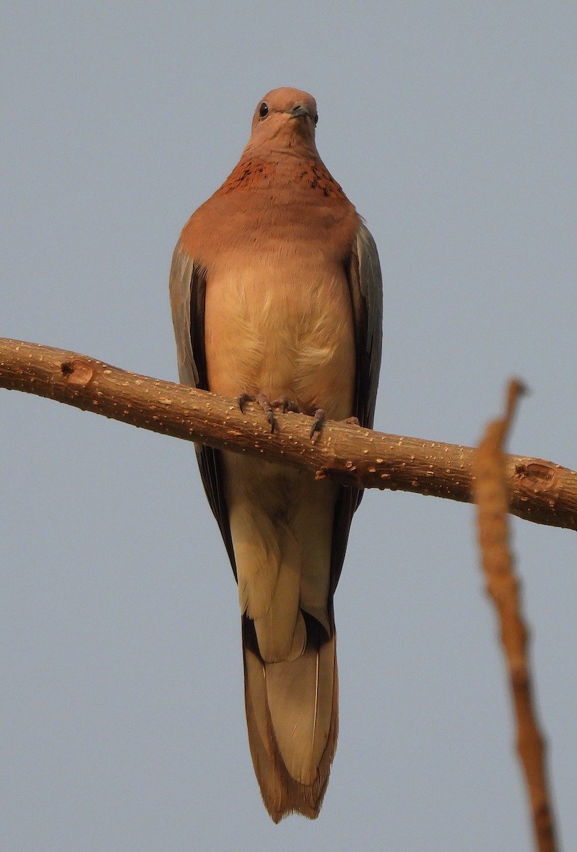 Laughing Dove - Prof Chandan Singh Dalawat