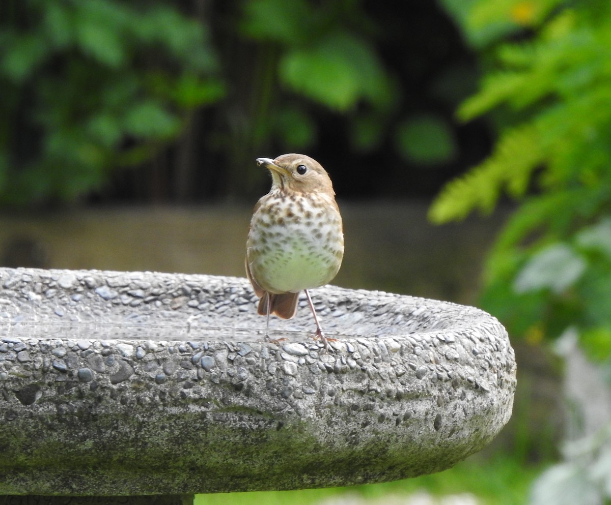 Swainson's Thrush - ML619602698