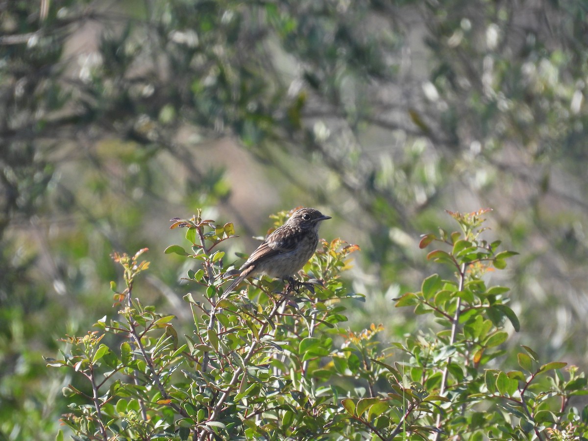 Spotted Flycatcher - Anqi Xu