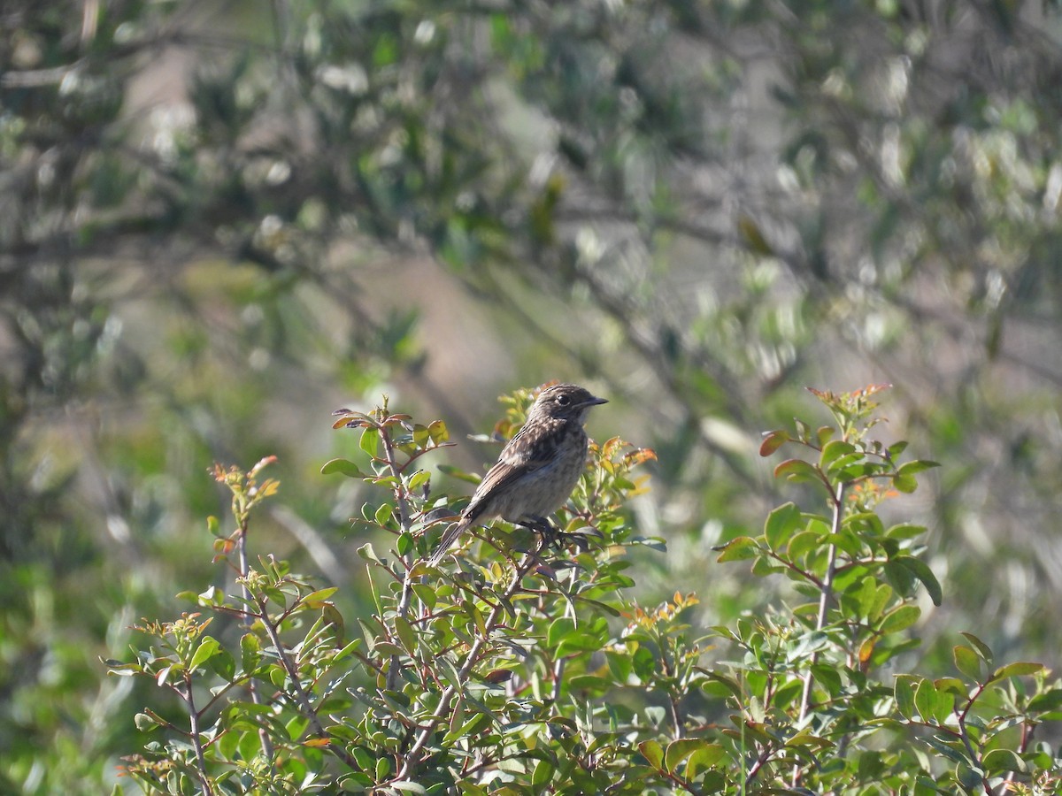 Spotted Flycatcher - Anqi Xu