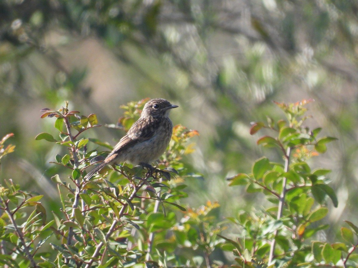 Spotted Flycatcher - Anqi Xu