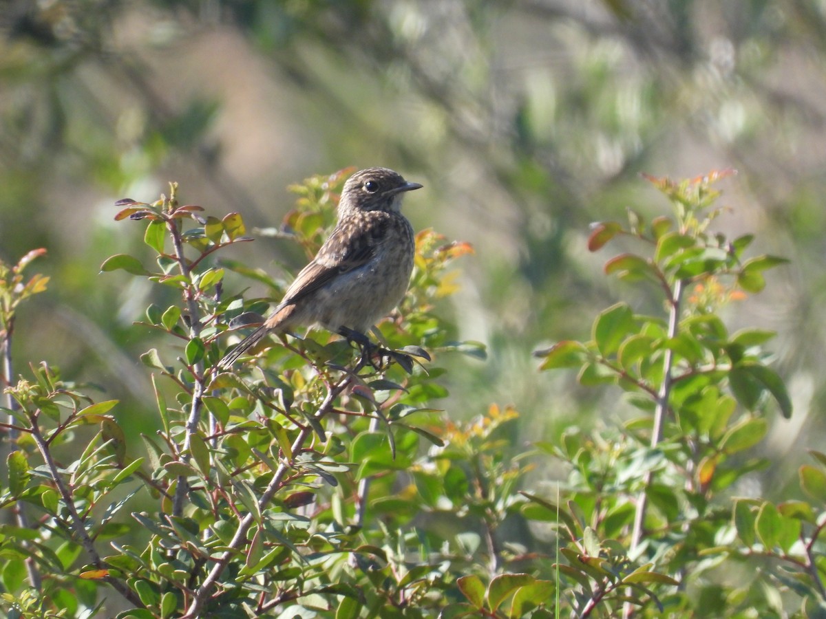 Spotted Flycatcher - Anqi Xu