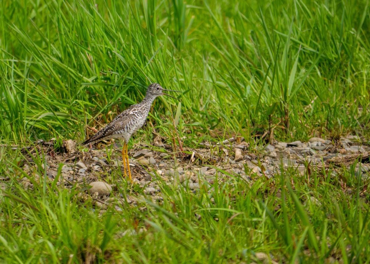 Greater Yellowlegs - Larry Joseph