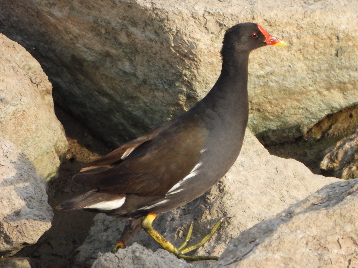 Eurasian Moorhen - Prof Chandan Singh Dalawat